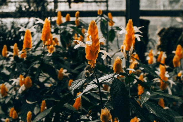 Yellow and Green flowering plants